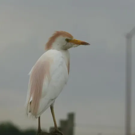 住宿加早餐酒店 D'hotes De Charme Dans Un Vignoble Saint-Trojan