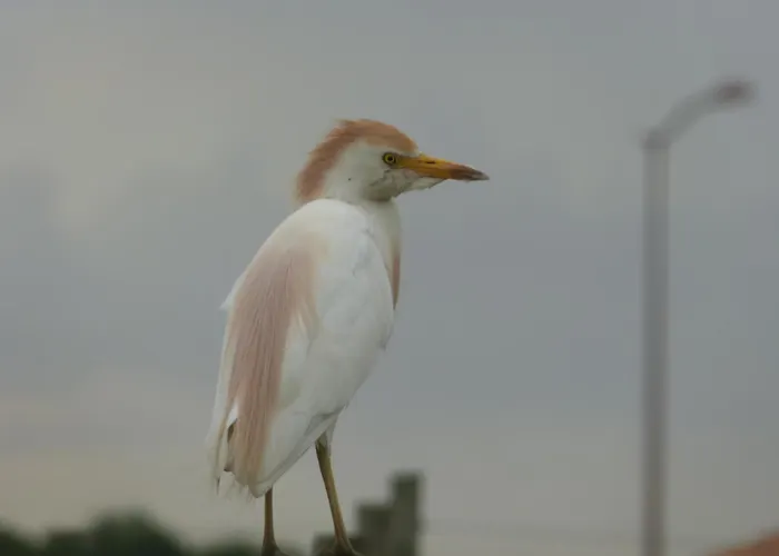 Bed & Breakfast D'hotes De Charme Dans Un Vignoble Saint-Trojan