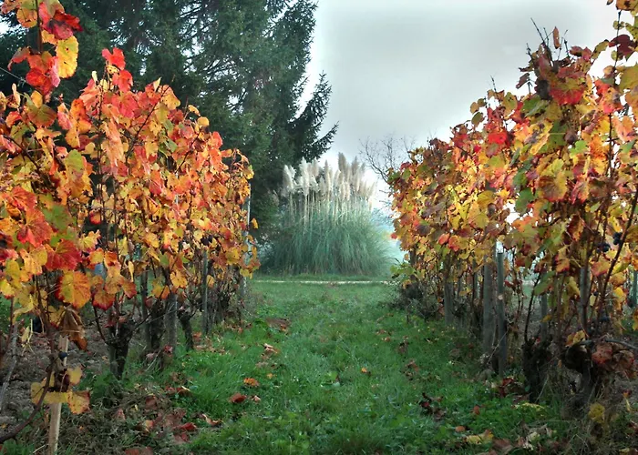 Bed & Breakfast D'hotes De Charme Dans Un Vignoble Saint-Trojan