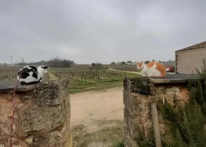 D'hotes De Charme Dans Un Vignoble Bed & Breakfast