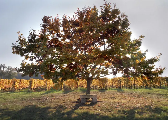 Bed & Breakfast D'hotes De Charme Dans Un Vignoble Saint-Trojan