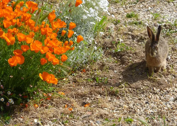 D'hotes De Charme Dans Un Vignoble Bed & Breakfast Saint-Trojan