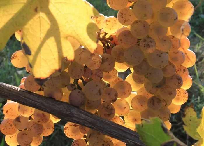 D'hotes De Charme Dans Un Vignoble Bed & Breakfast 3*