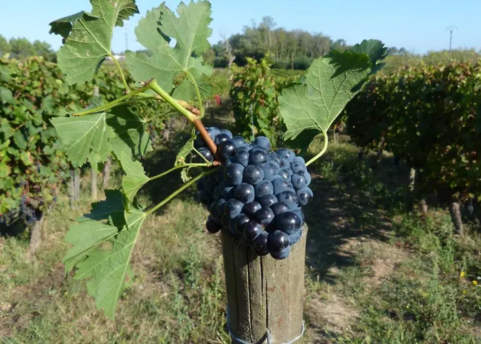 D'hotes De Charme Dans Un Vignoble 3*